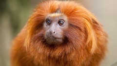 Animals monkeys tamarin