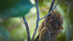 Animals monkeys tarsiers