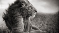 Animals monochrome Lions