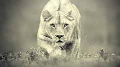 Animals monochrome Lions feline