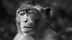 Animals monochrome monkeys