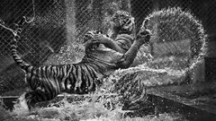 Animals monochrome tiger waves water big cats Mammals Fighting