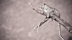 Animals monochrome wildlife jaguars