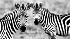 Animals monochrome zebras