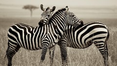 Animals monochrome zebras national geographic