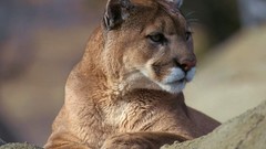 Animals Montana cougars