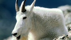 Animals Montana Goats