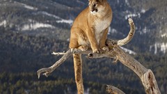 Animals Montana mountain lions