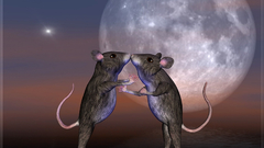 Animals moon mouse mice