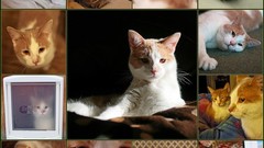 Animals mosaic compilation