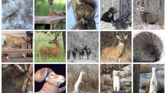 Animals mosaic compilation