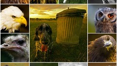 Animals mosaic compilation