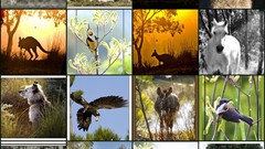 Animals mosaic compilation