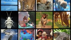 Animals mosaic compilation