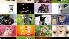 Animals mosaic compilation