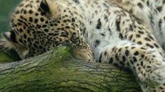 Animals moss Leopards