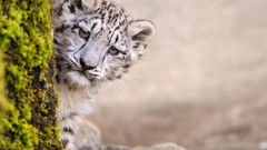 Animals moss snow leopards