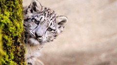 Animals moss snow leopards baby animals