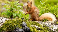 Animals moss squirrels