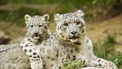 Animals mother Mammals snow leopards baby animals