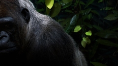 Animals mountain gorilla