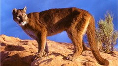 Animals mountain lions