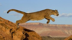 Animals mountain lions