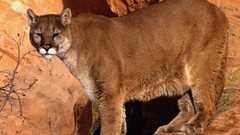 Animals mountain lions