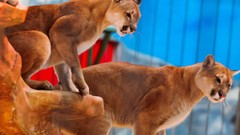 Animals mountain lions