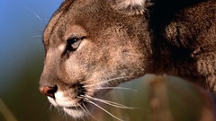 Animals mountain lions