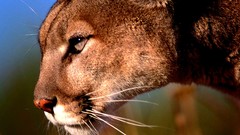 Animals mountain lions