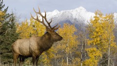 Animals Mountains alberta elk