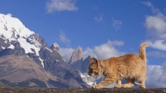 Animals Mountains cat cats mountain