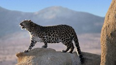 Animals Mountains cheetahs