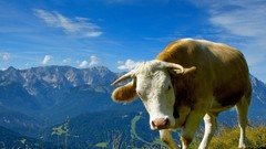 Animals Mountains clouds Cows skylines