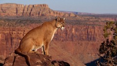 Animals Mountains cougars deserts