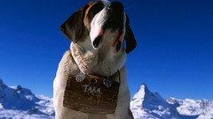 Animals Mountains Dogs st bernard blue skies