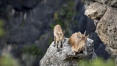 Animals Mountains Goats