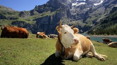 Animals Mountains switzerland Cows outdoors