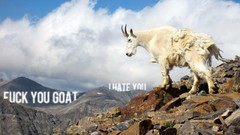 Animals Mountains text Goats