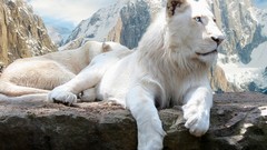 Animals Mountains white Lions front angle view white lions
