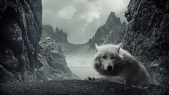 Animals Mountains Wolves