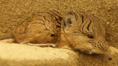 Animals mouse animal