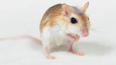 Animals mouse white cute