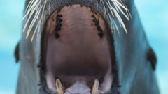 Animals mouth sea lions