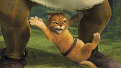Animals Movies Shrek cats puss in boots