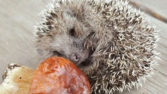 Animals mushrooms hedgehogs