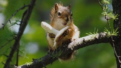 Animals mushrooms squirrels depth