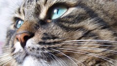 Animals muzzle blue eyes