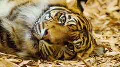 Animals muzzle hay Tigers